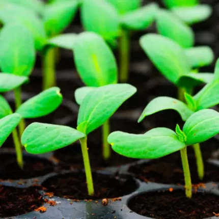 Alveole - Fitofarmacia Sosa