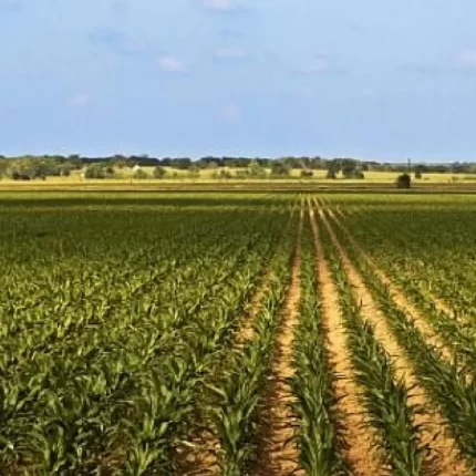 Fitofarmacia Sosa - Erbicide